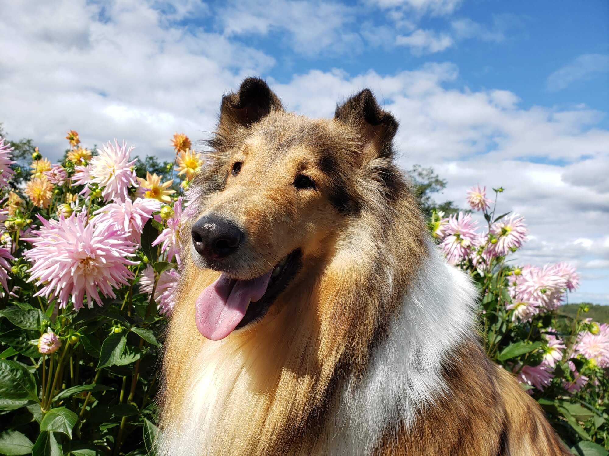 コリーの性格を理解して、家族の頼れるパートナーになろう